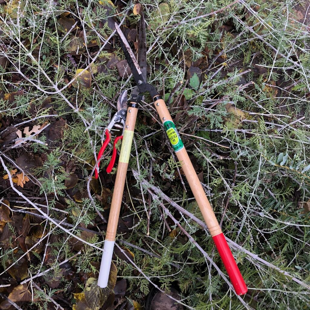 pruning tools at Sequoia Landscape Company